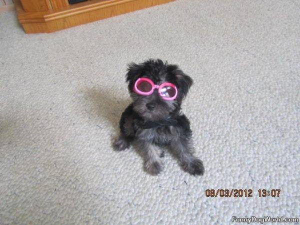 Pepper In Sunglasses