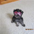 funny dog 1