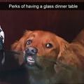 funny dog 5