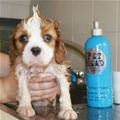funny dog 5