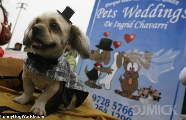Pet Wedding
