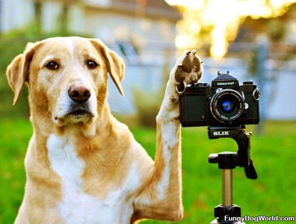 Photographer