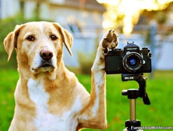 Photographer Dog