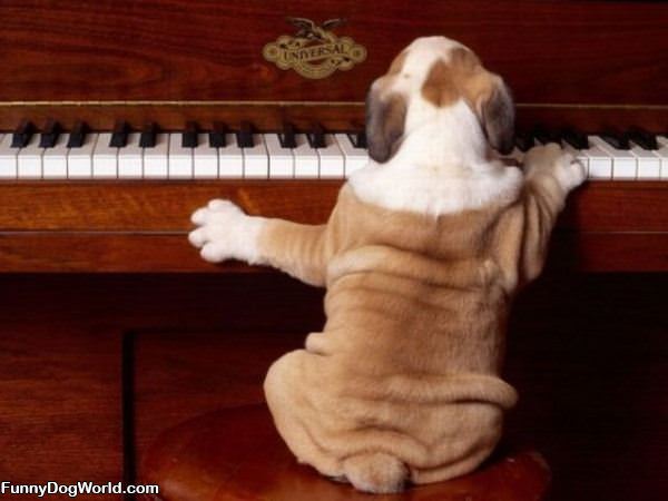 Piano Dog