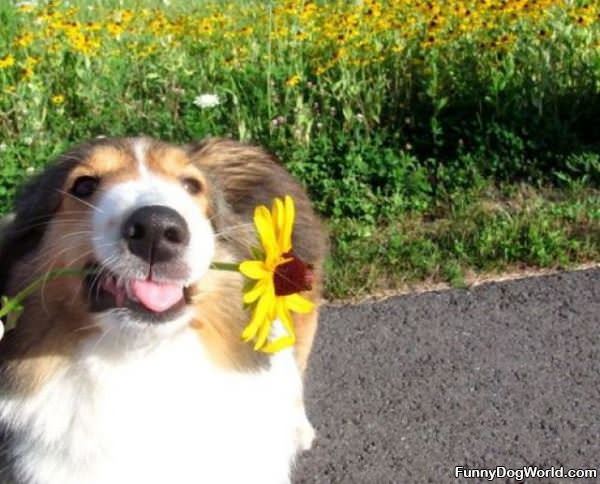 Picked This Flower For You