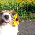 Picked This Flower For You