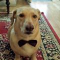 funny dog 4