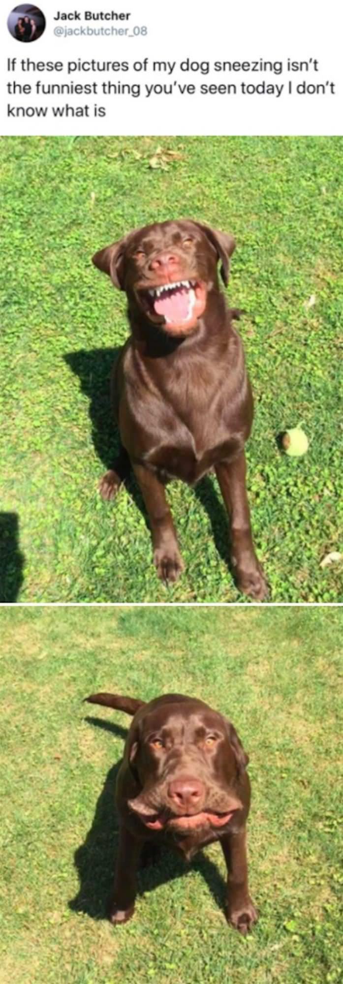 Pictures Of A Dog Sneezing