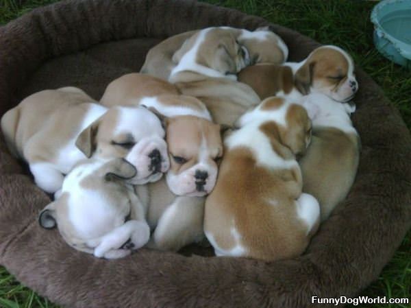 Pile Of Puppies