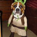 Pilgrim Dog