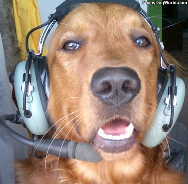 Pilot Dog