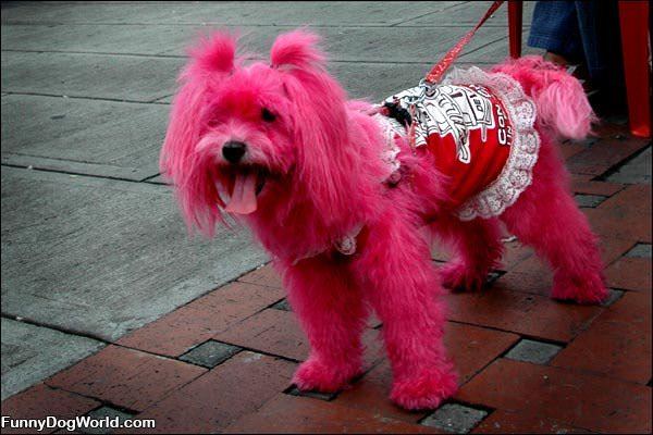 Pink Dog