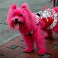 Pink Dog
