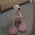 funny dog 2