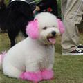 funny dog 3