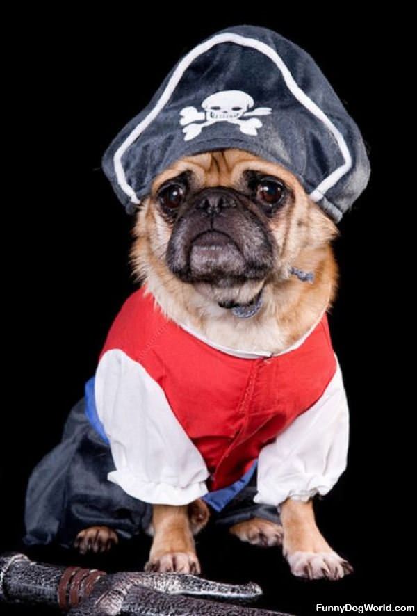 Pirate Pug