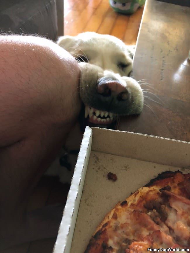 Pizza Please