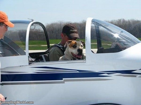 Plane Dog