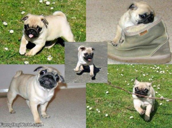 Playful Pug Dog