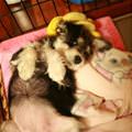 Playful Puppy