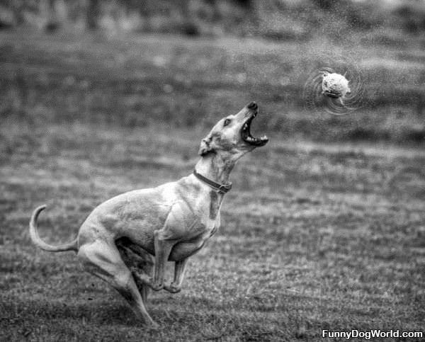 Playing Crazy Fetch