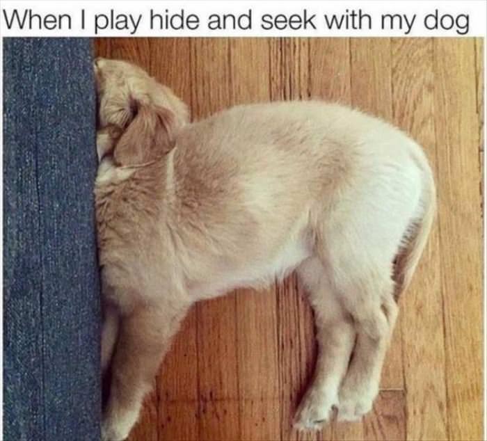 Playing Hide And Seek With My Dog