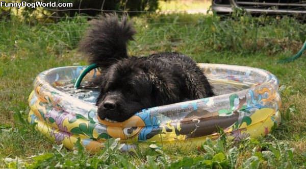 Playing In The Doggie Pool