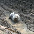 Playing In The Mud
