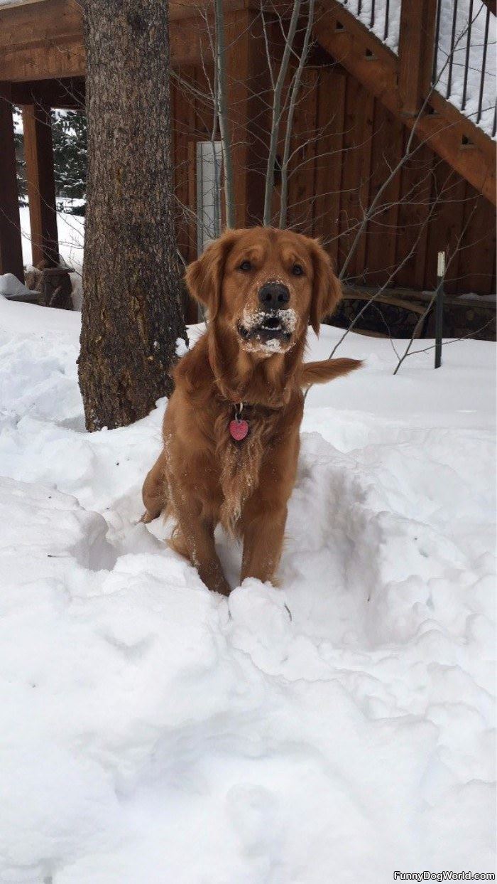 Playing In The Snow