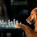 funny dog 3