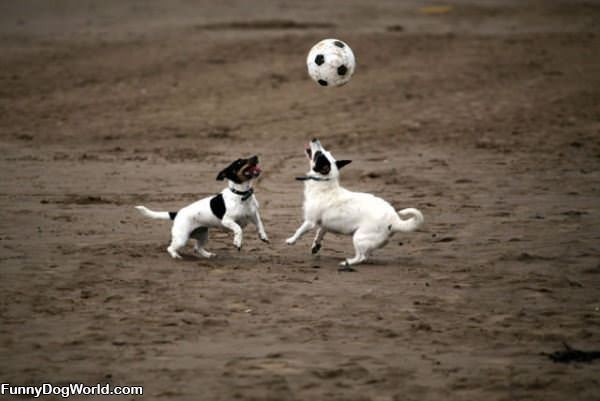 Playing With The Ball