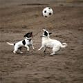 funny dog 1