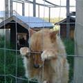 funny dog 3