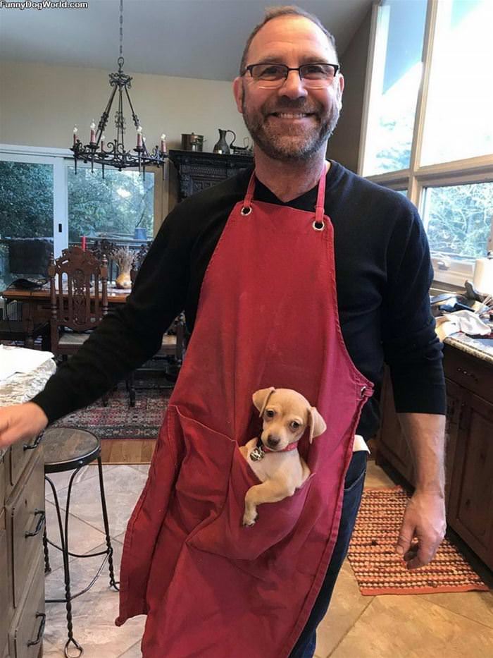 Pocket Pupper