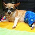 funny dog 4