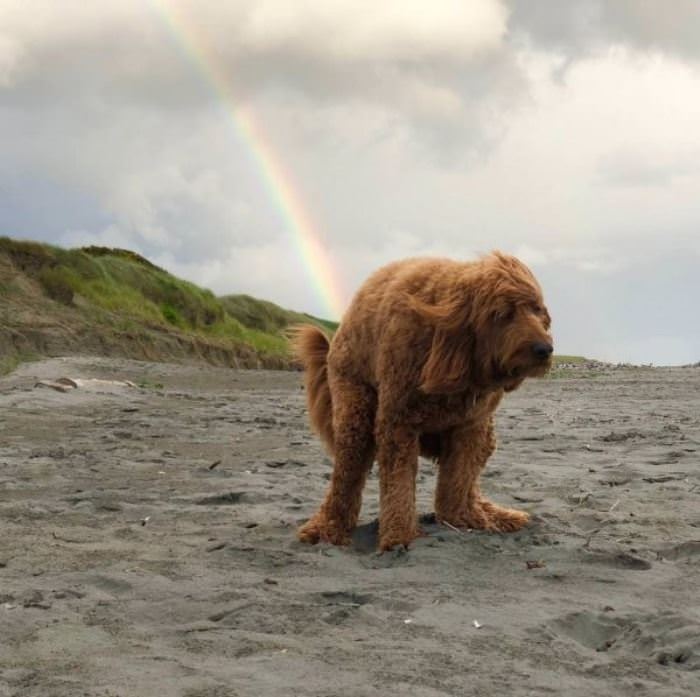 Pooping Rainbows