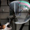 Popped The Bubble