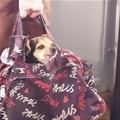 funny dog 4