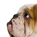 Pouting Dog