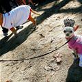 funny dog 5