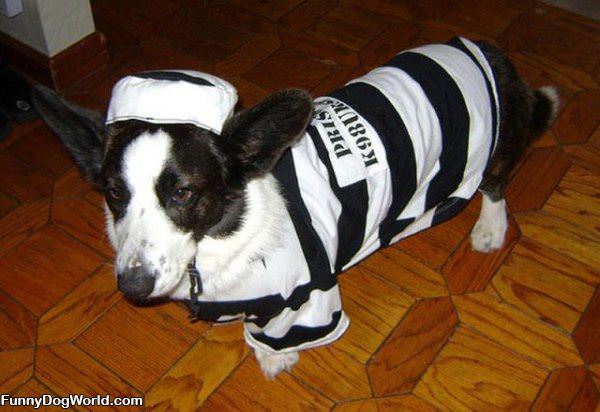 Prisoner Dog