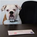 funny dog 2