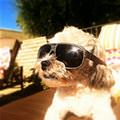 funny dog 2