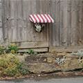 funny dog 3