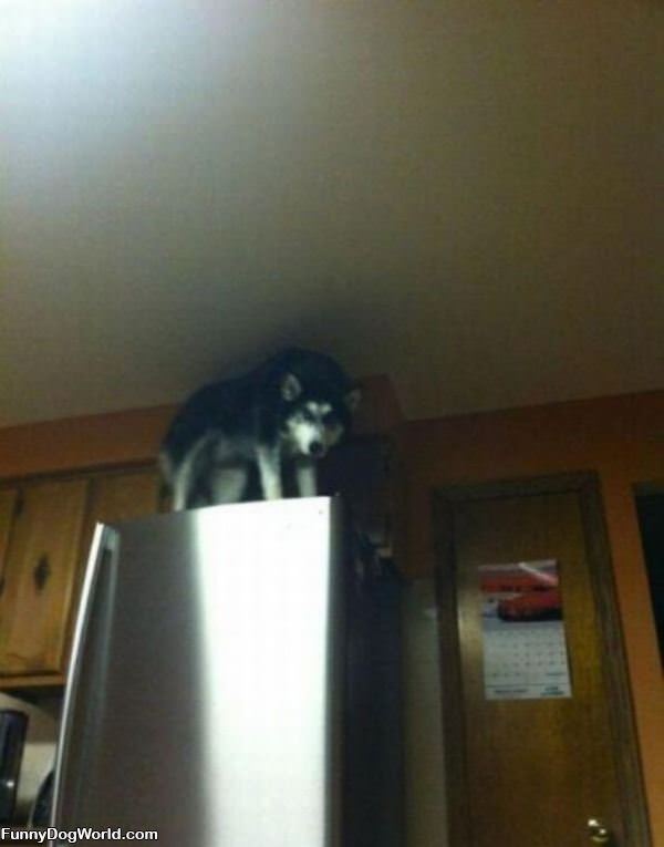 Protecting The Fridge