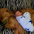 funny dog 1