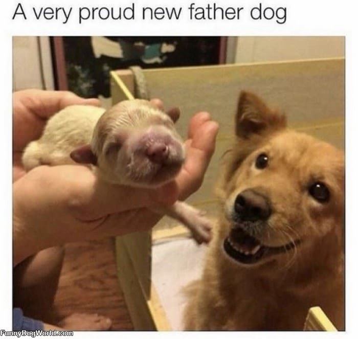 Proud New Father Dog
