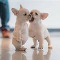 Psssst