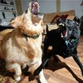 Psycho Dogs