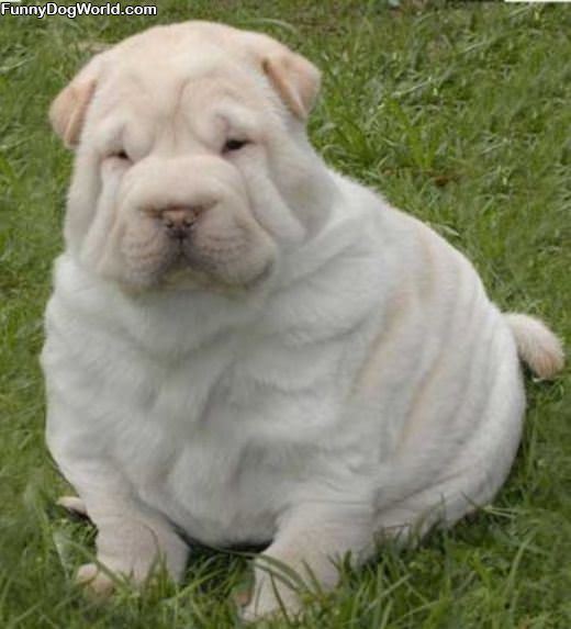 Pudgie Puppy